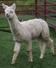 2009 Male Cria