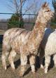 2003 Female Cria: Monet