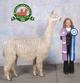 2005 Female Cria: Whitesmoke