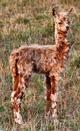 2005 Female Cria