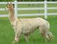 Clarita keeping an eye on the neighbor's minature donkeys.