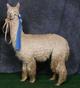 2005 (January)Male Cria