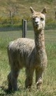 '10 Female Cria: Danica