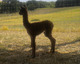 Son from Saber: Jagermeister as a cria