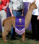 Serivice Sire for Tequillas' 2011 cria: Chakotah