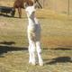 2010 Female Cria: Mandolin