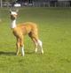 2010 - Male Cria 