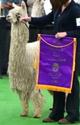 Brother - Lorax (National Champion Male)