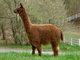 Platinum Pearl's Sire: Saber, 2010 Dark Reserve Herdsire of the Year