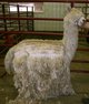 Sire: Lego being shorn