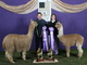 Zareen's Siblings, Clarion & Crusoe Futurity Color Champions