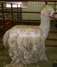 Service Sire: Lego during shearing