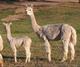 Breeze & Zepher (previous cria)