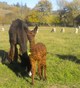 Brown 2010 Female Cria at Side