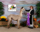 2011 AlpacaFest Champion