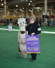 2013 Illinois Alpaca Show