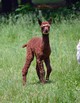 Cria 6 days old