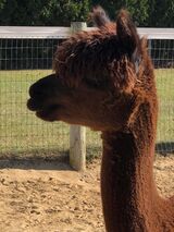 alpaca for sale