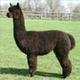 Service Sire - 3/4 Black Expresso