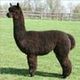 Sire: Expresso