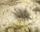 Calypso fleece