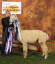 Color Champion, MABA Alpaca Celebration 2012