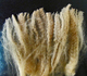 Pangia fleece sample, 2012