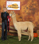 Sweet Pursuit, 2nd Place 2012 MABA Alpaca Show