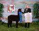 Voyager, Buckeye Alpaca Show 2010