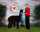 Voyager, Buckeye Alpaca Show 2010