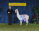 Leading Lady- Alpacapalooza 2007