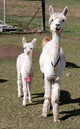 Heather and Cria  by Armani