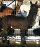 Willow's 1st Cria - Night Skye