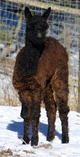 2nd cria - SPAR's Nancy Lee