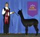 SPAR's Coal-ter 2nd Place The Futurity SBC