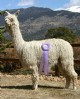 SPAR's Honey Bee - Reserve Champion NWSS 2010