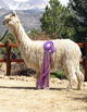 Missy - Reserve Champ MOPACA 20111