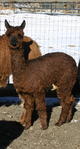 Natalie's 2012 cria - SPAR's Victory Won - an awesome male, champion bound!