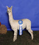 SPAR's Nepenthe - 1st Place at 6 Months Old