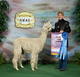 2011 RESERVE CHAMPION at Level 5 Show