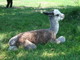 2011 cria, Magic Flight