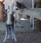 My first cria!