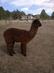 Copper cria, Boomer