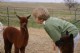 Cria#1 out of a brown dam