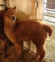 Cria #1 4 months old