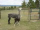 She was an adorable cria