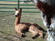 2010 male - Fawn sire