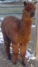 2008 cria Galaxy, multi ribbon winner