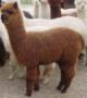 2009 cria Gabby multi ribbon winner