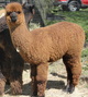 2011 cria Gypsy